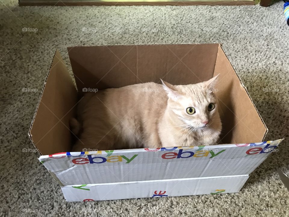 Trixy the cat in box