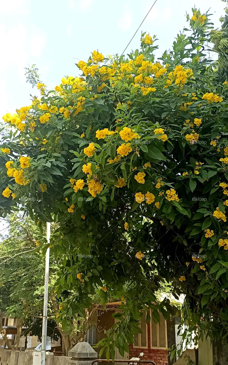 Yellow elder
