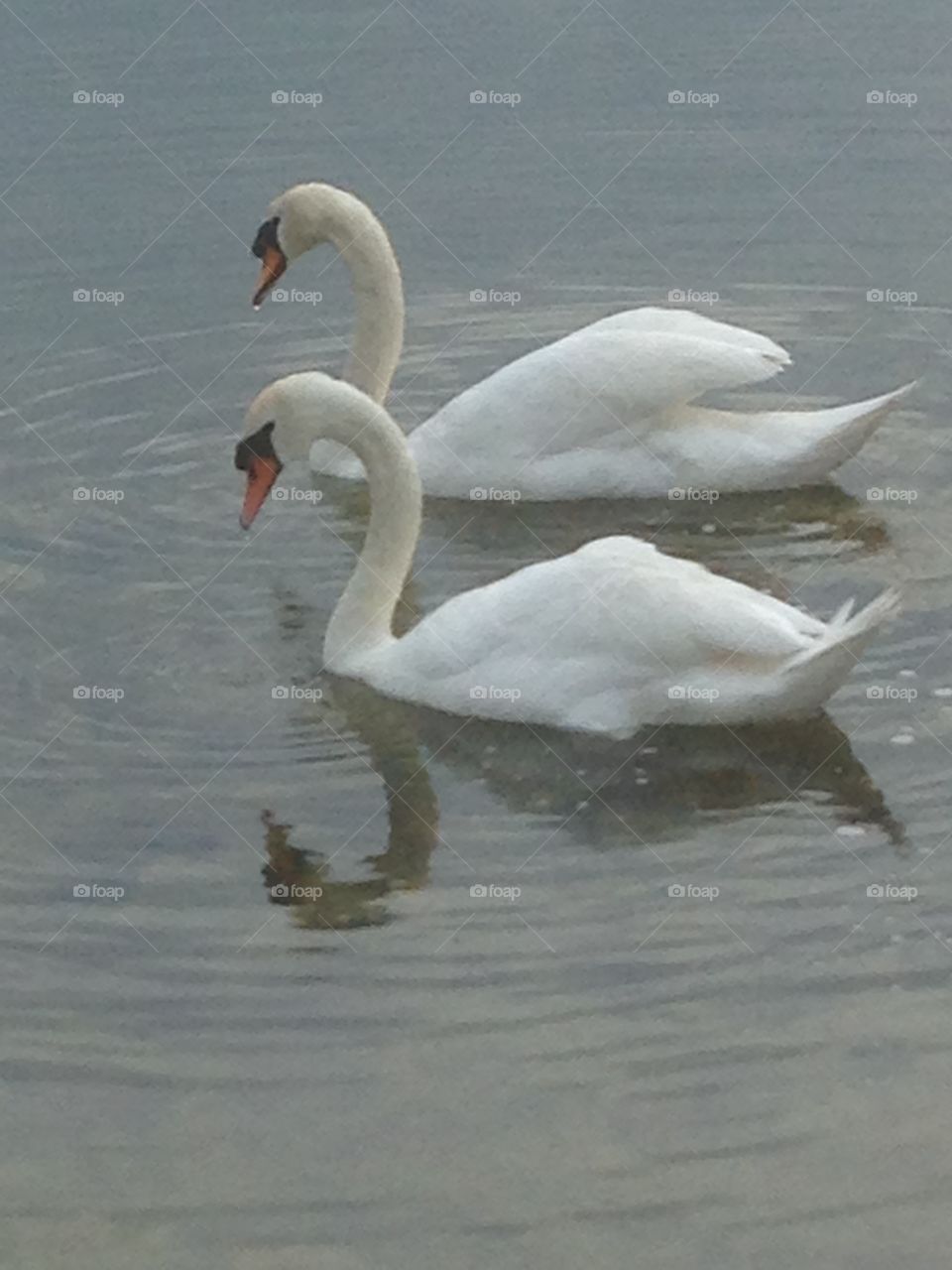 Swans in pair