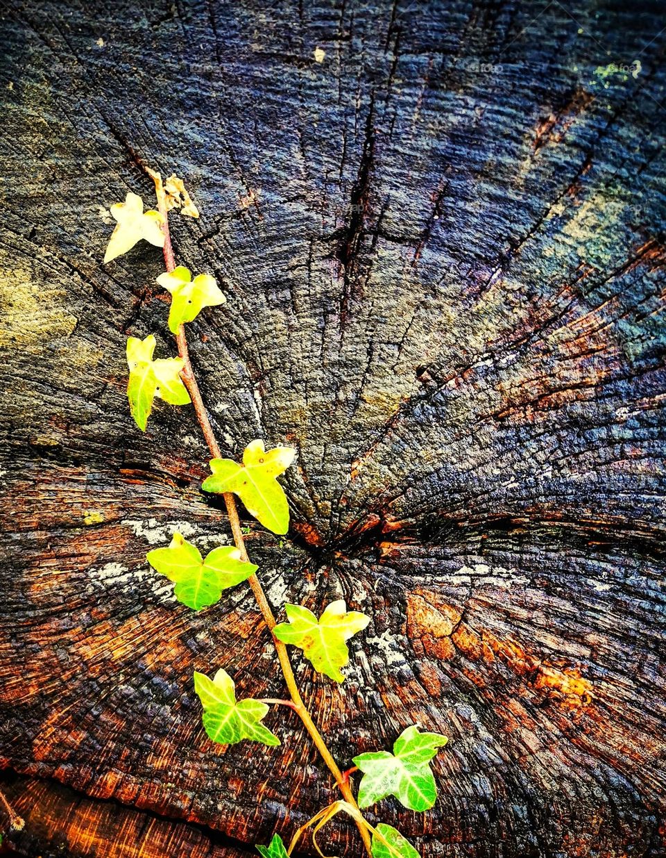 Old cut down tree with ivy growing over it.