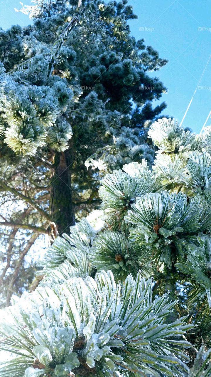 Frozen Pine