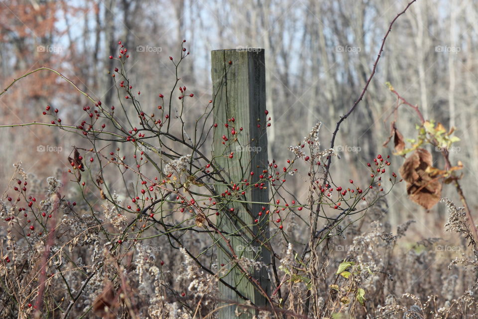 Fence post decorated by Natures berries