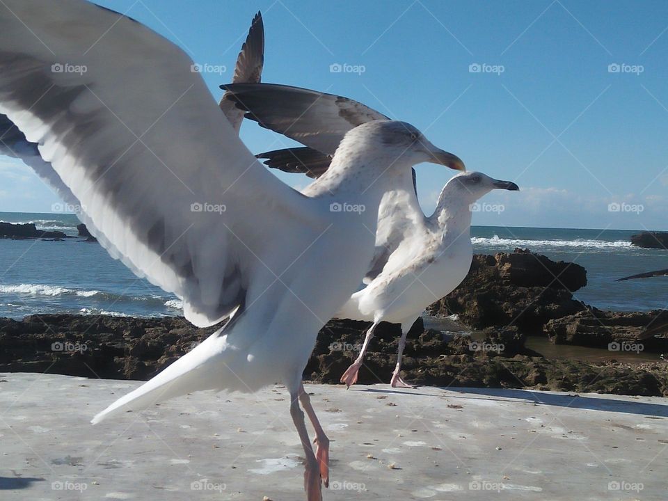 Flock of seagulls flying cross the sky at essaouira city in Morocco.