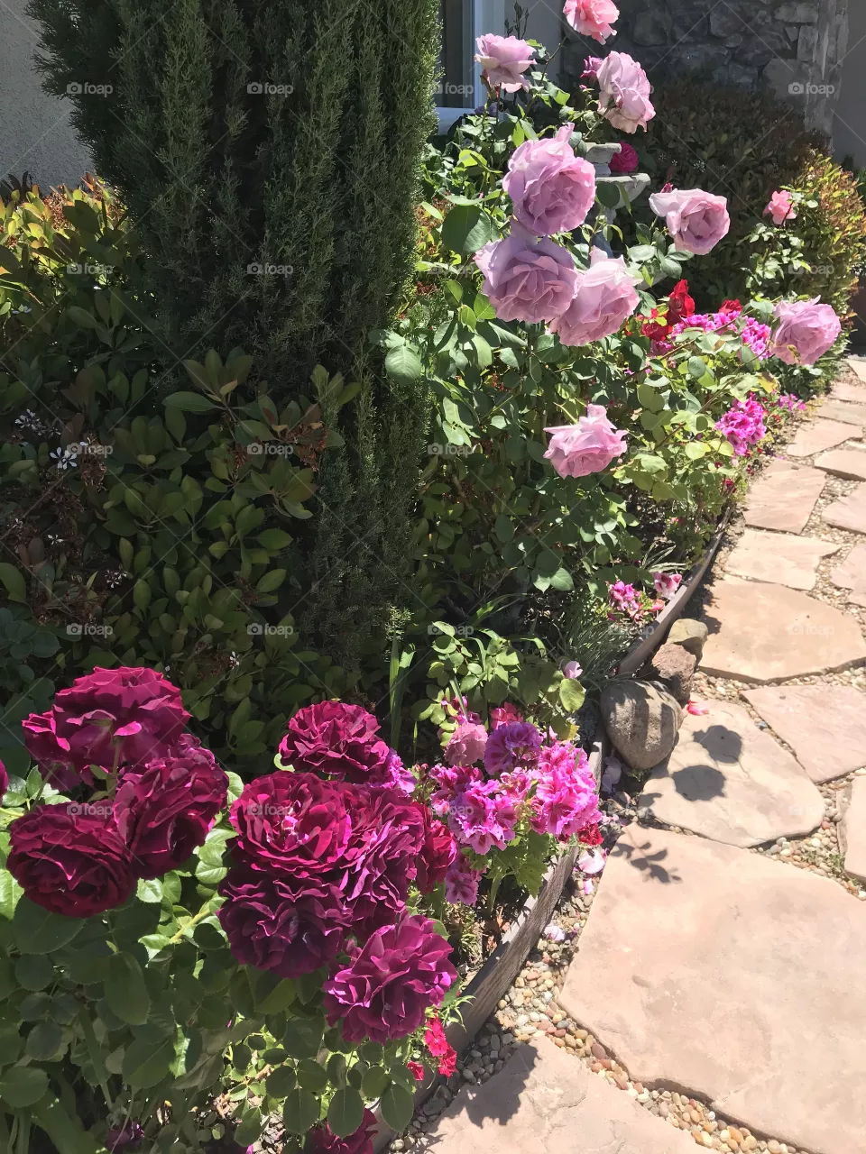 Roses along the path 