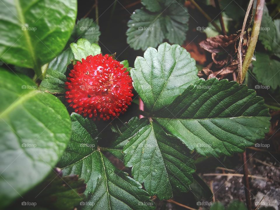 Wild strawberries story