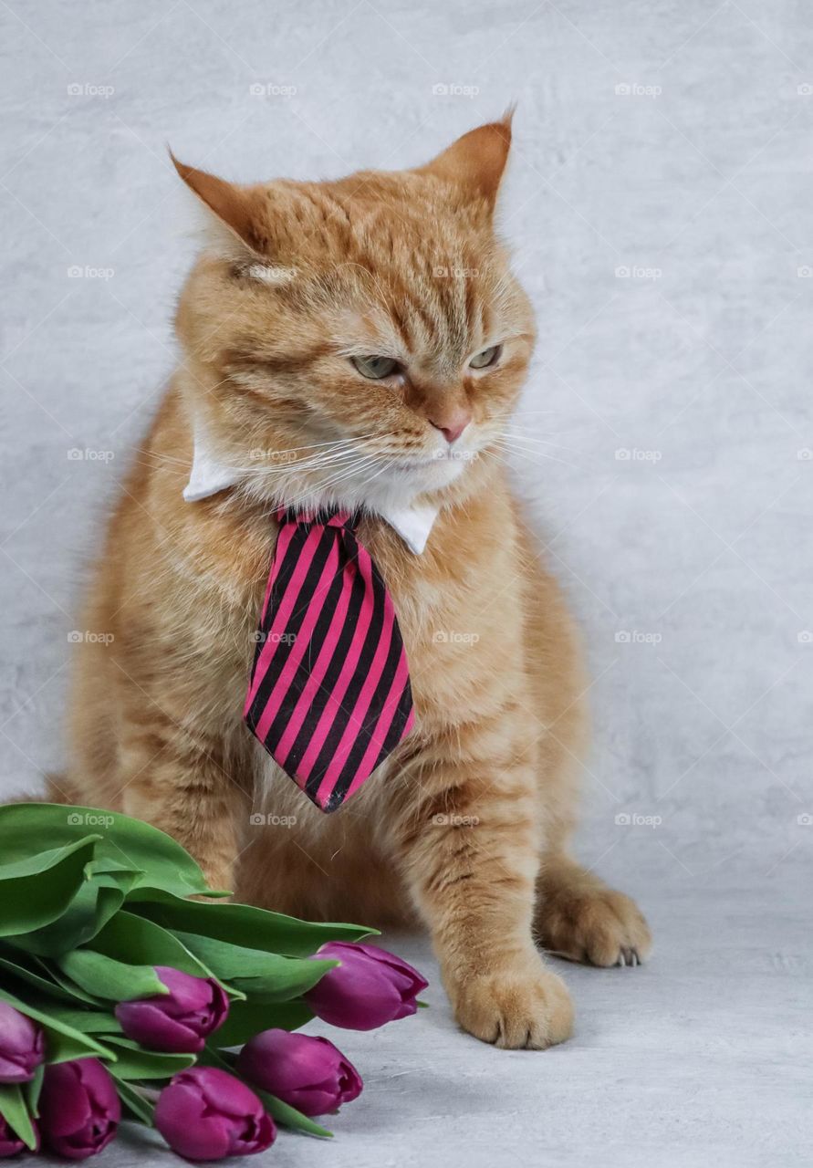Portrait of a red-haired beautiful thoroughbred cat in a gray striped tie and a bouquet of tulips, sitting on a earl leg with a businesslike look to the side, side view close-up. Business cat concept, holiday banner, party cat, greeting card.