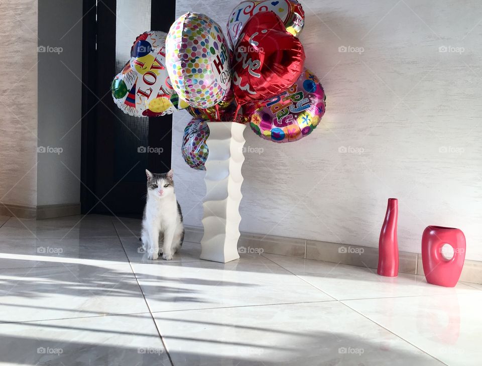 Cute kitty sitting with colorful balloons 