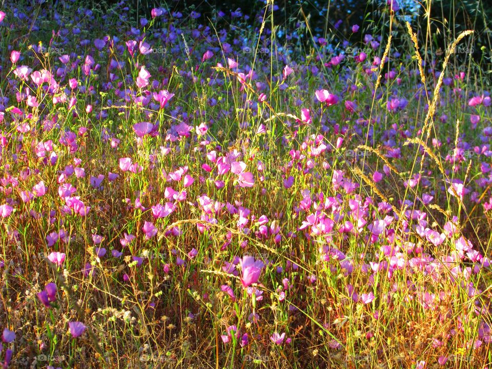 Flower, Hayfield, Field, Nature, Flora