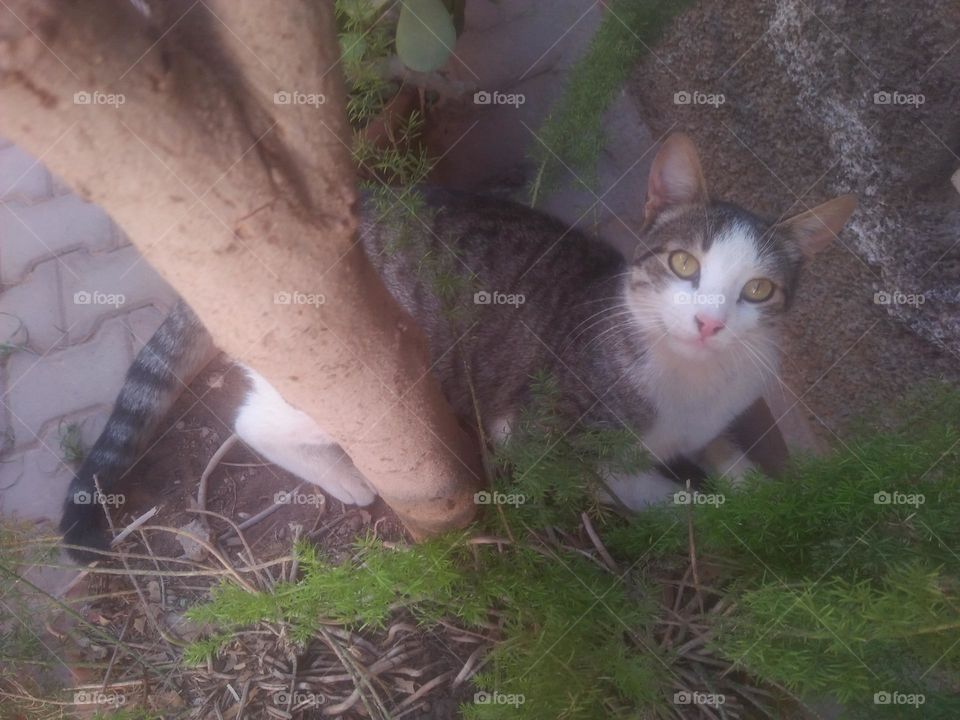 Beautiful cat looking at camera