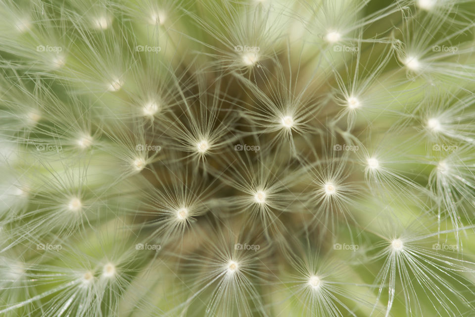 macro photo of dandelion seeds . amazing world around us