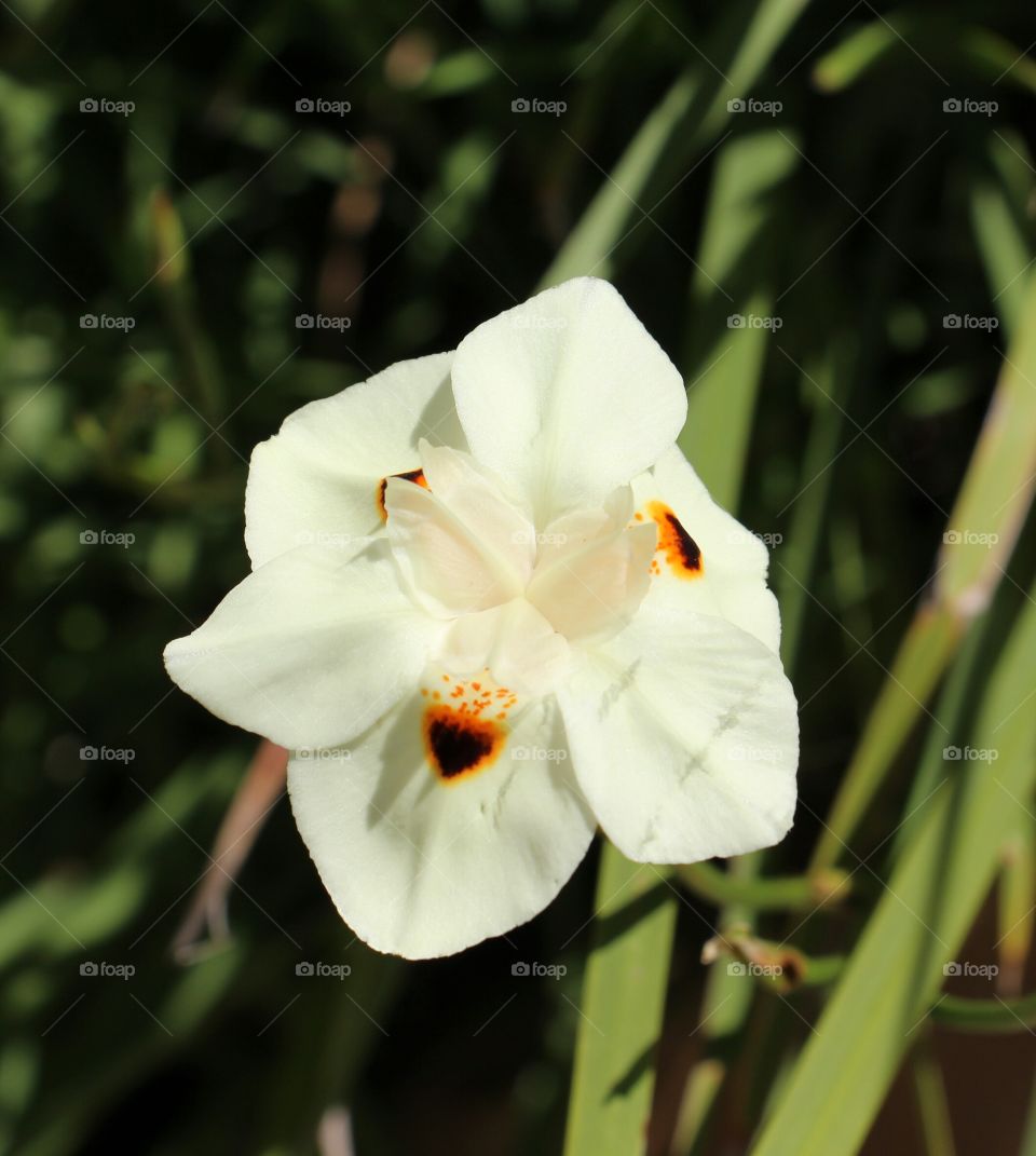 Spring. Flowers blooming in front of house