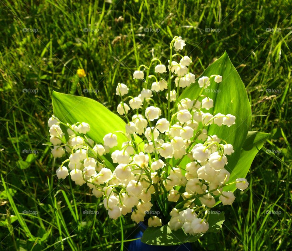 Lilies of the valley