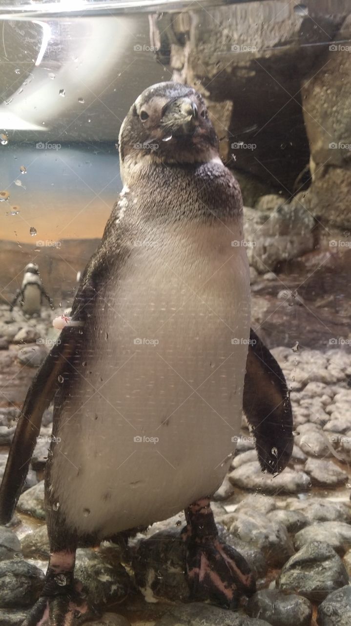 penguin