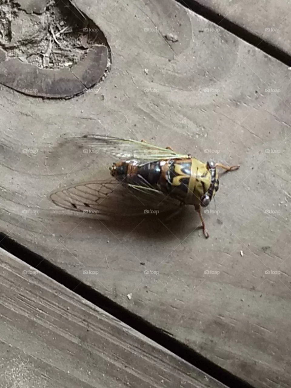 That a big one bug
