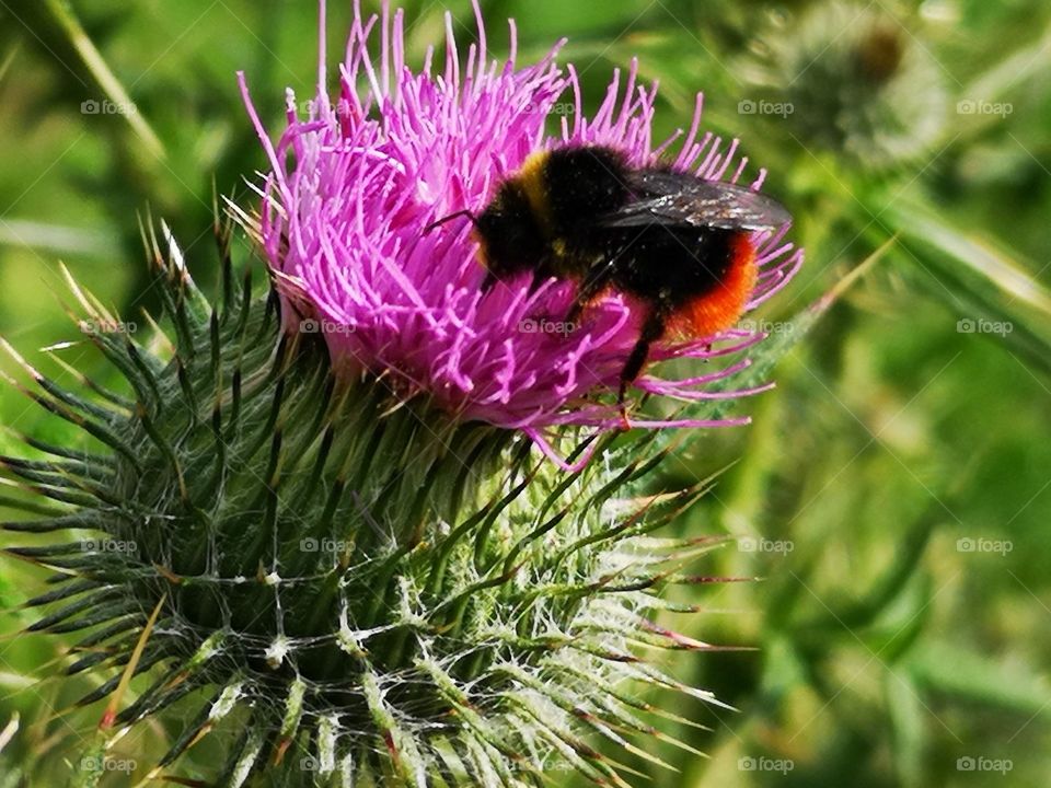 bee on thistle