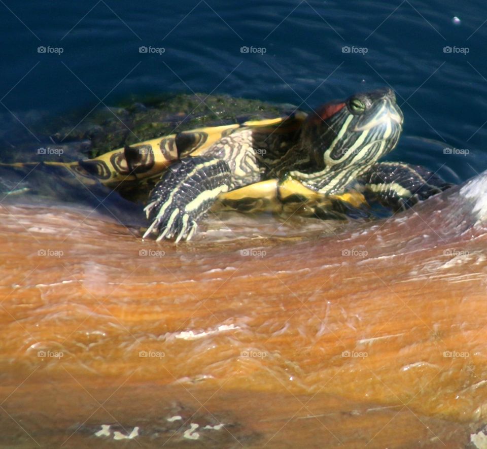 Turtle Climbing on a Log