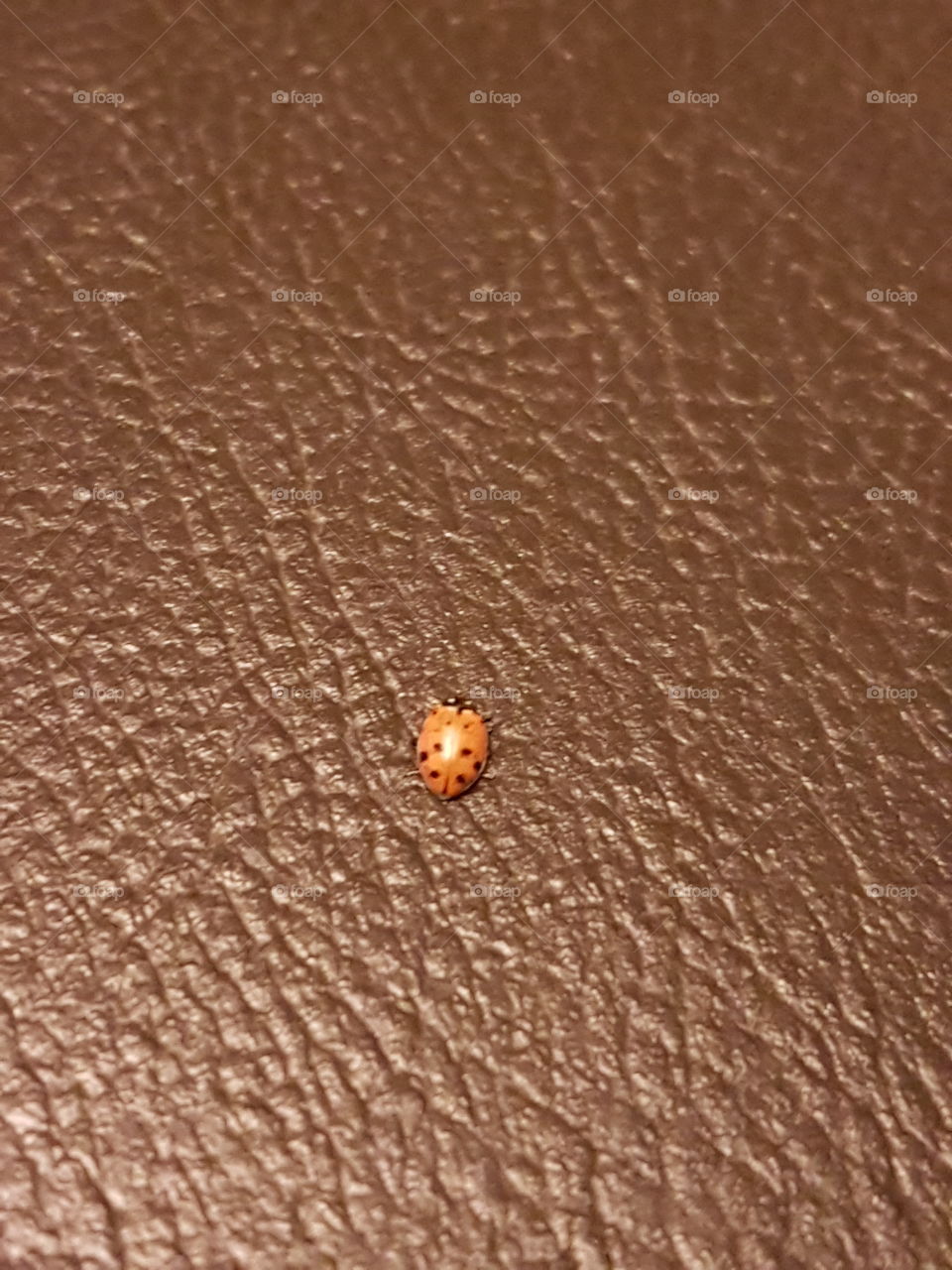 Ladybug