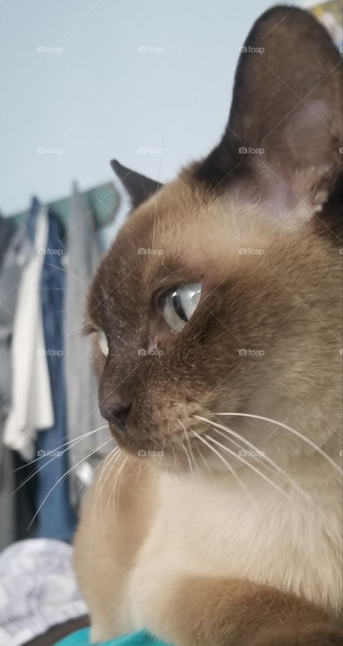 Champagne Mink Tonkinese Cat - Henry