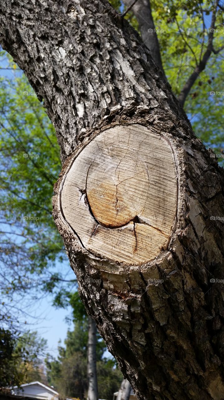 Smiling Tree. Tree with Happy Face Grin 