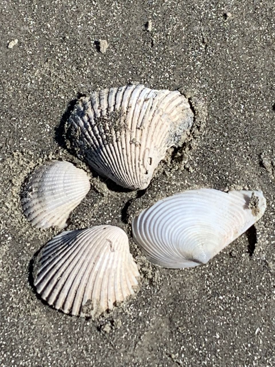 Sea shells on the beach