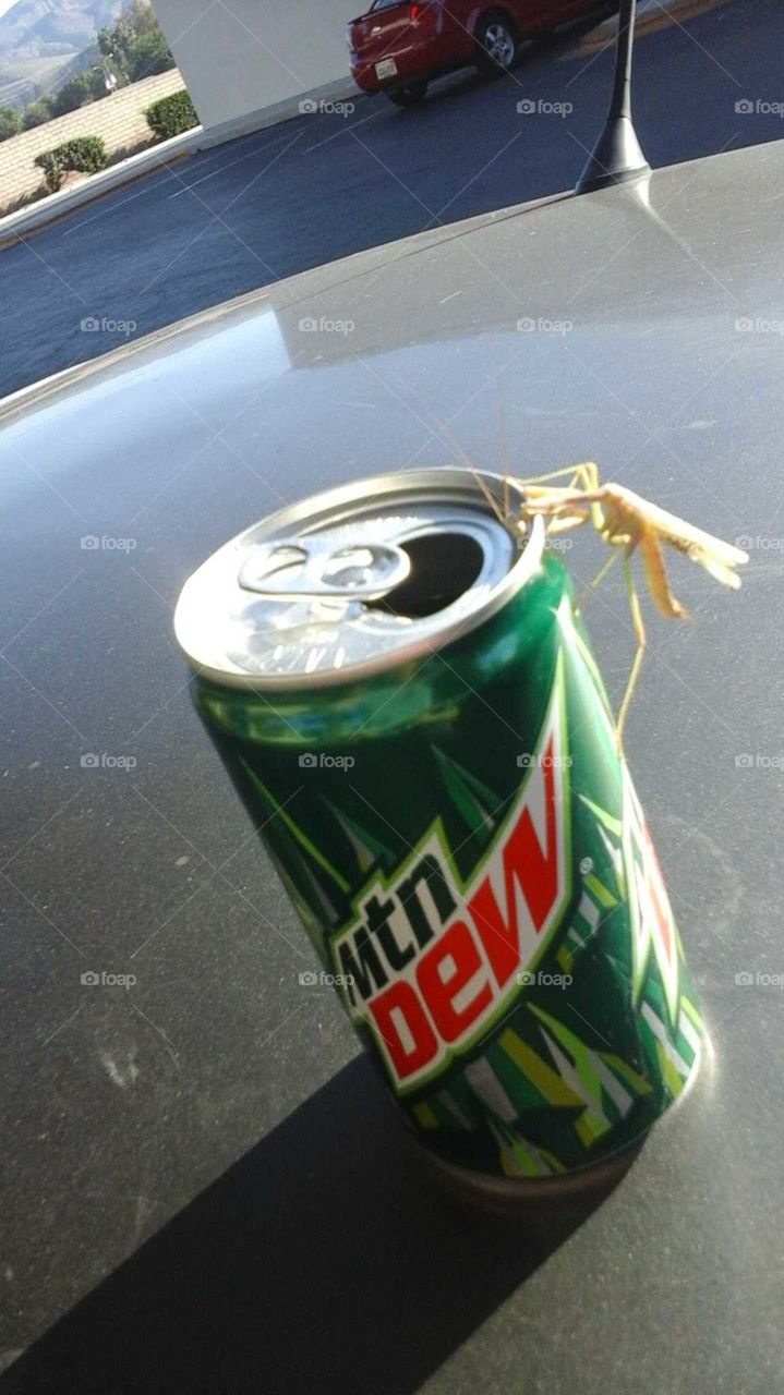 thirsty Mantis
