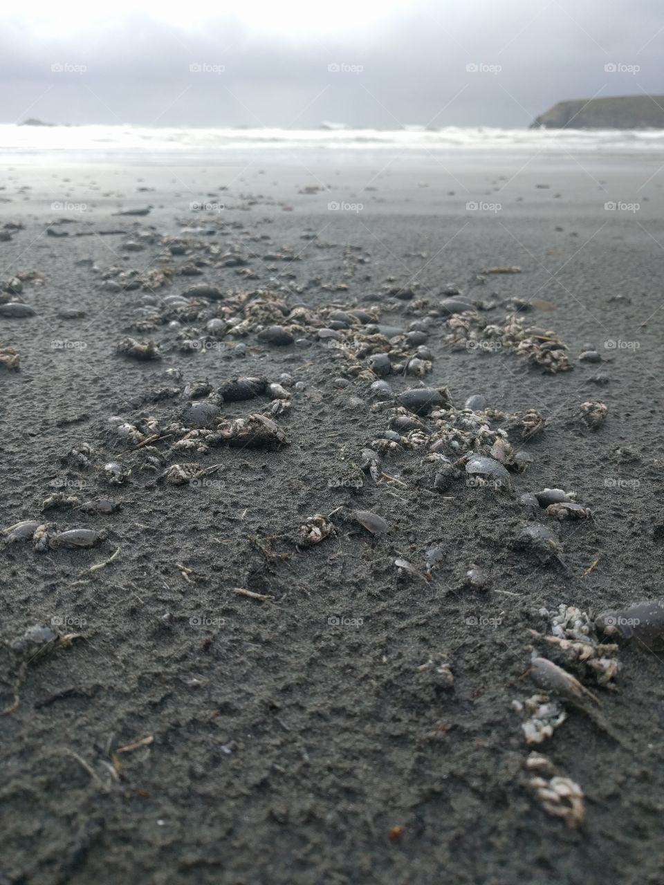 Oregon Coast - Shells & Bugs by the Sea