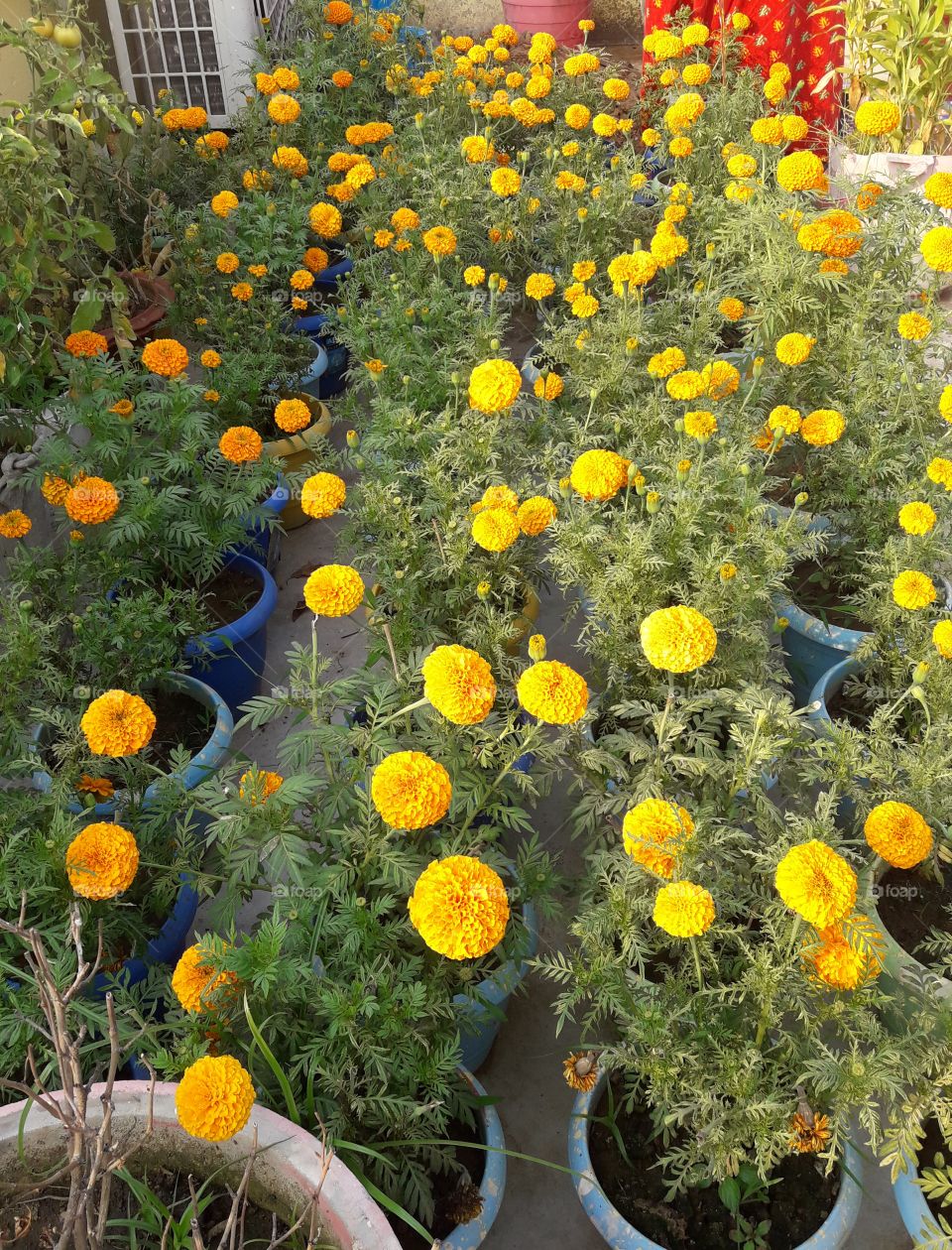 beautiful marigold flowers in our garden