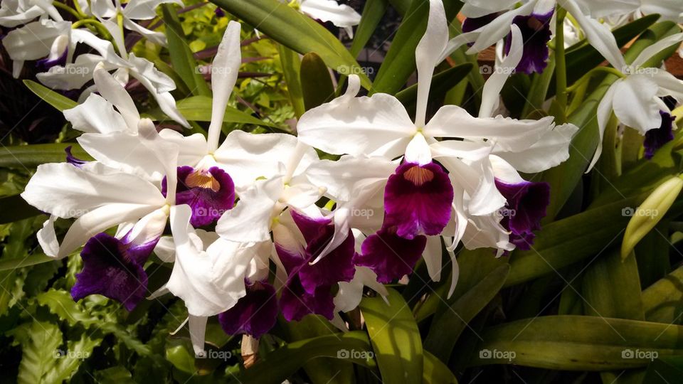 Orchids simply amazing