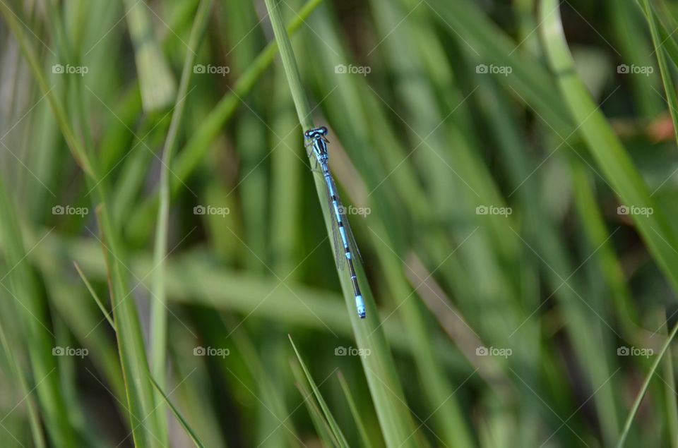 Blue dragonfly.