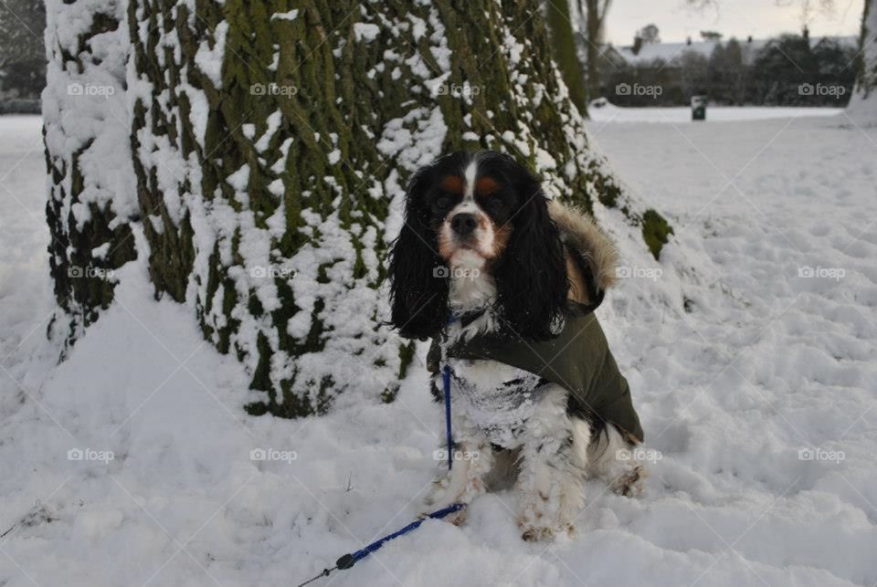 Walter the dog sits in front of a tree in the snow. His puffy coat keeps him warm as he gazes at the camera. 