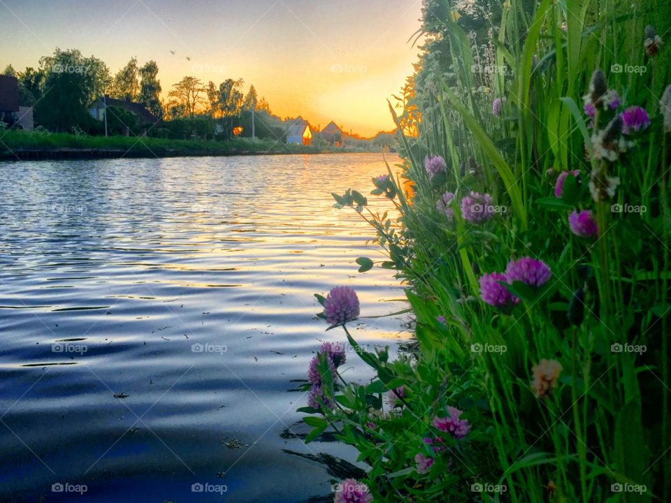 Sunset and wildflowers 