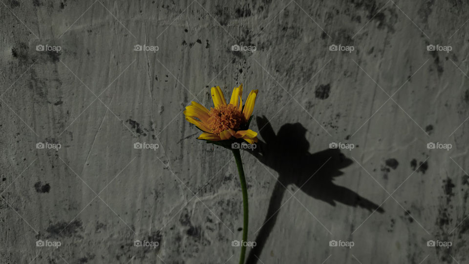 yellow flower and its shadow