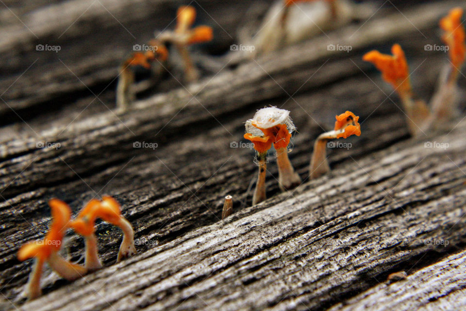 Orange fungus on tree stump