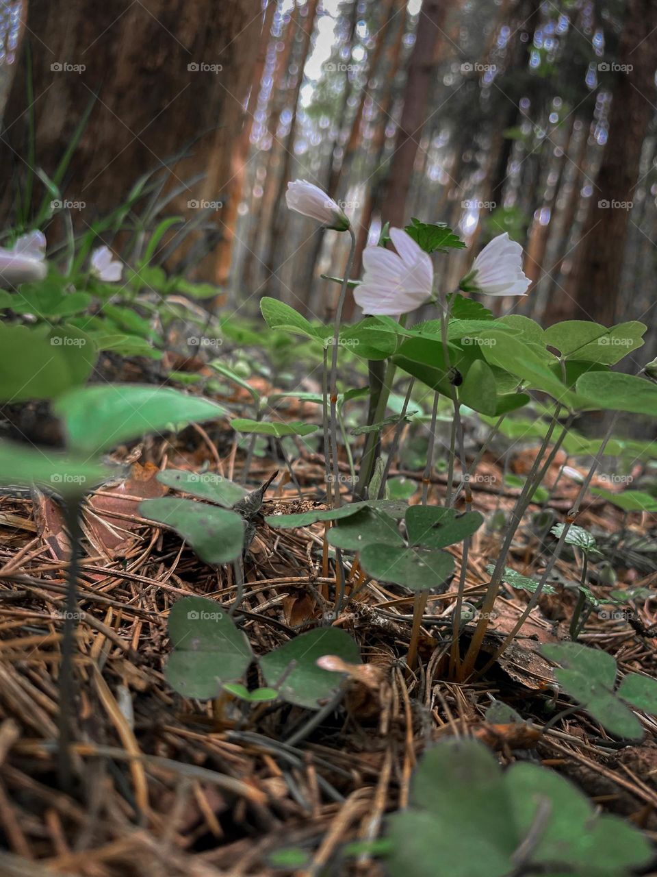 Oxalis acetosella, the wood sorrel or common wood sorrel - forest spring cover flowers