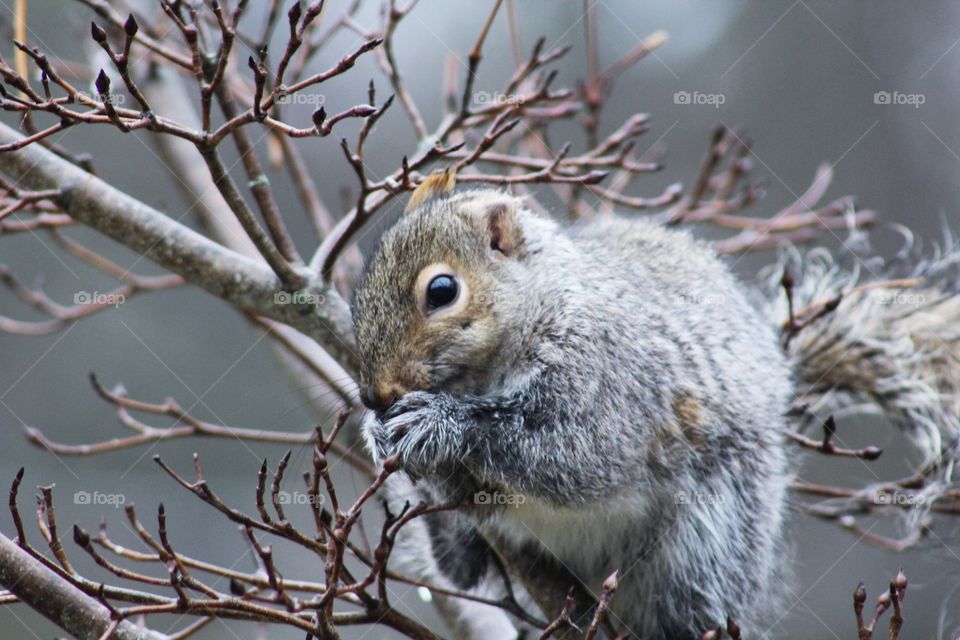 Squirrel on a branch eating a nut 