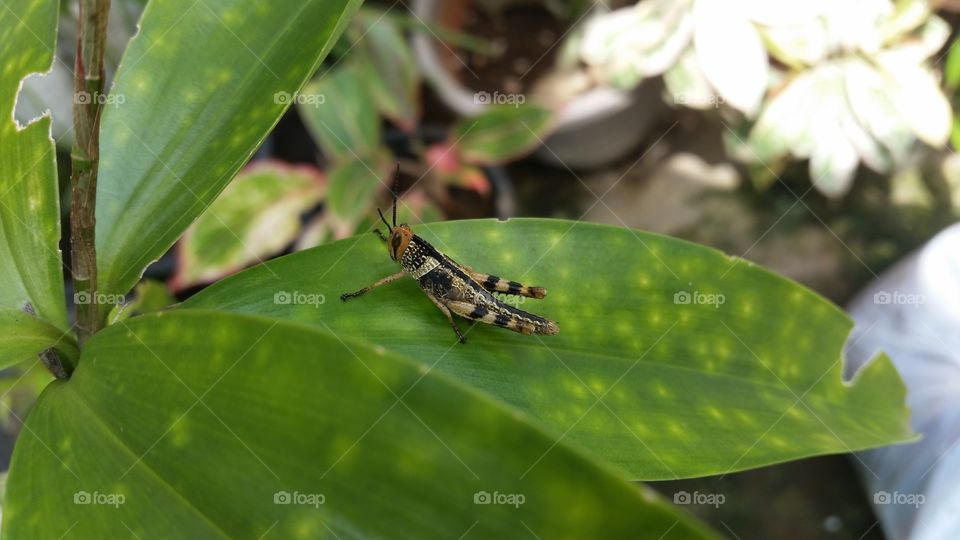 grasshopper on a leaf