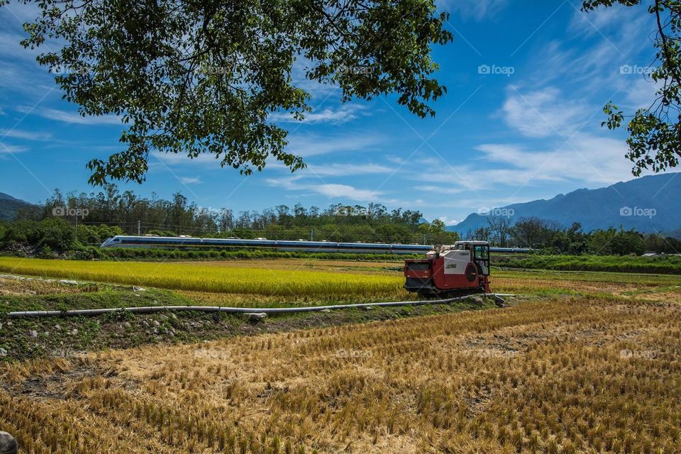 Rice farmland harvesting scenery