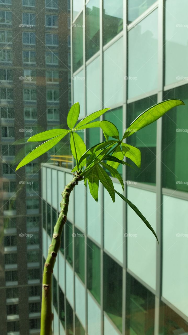 Window, Glass Items, No Person, Architecture, Growth