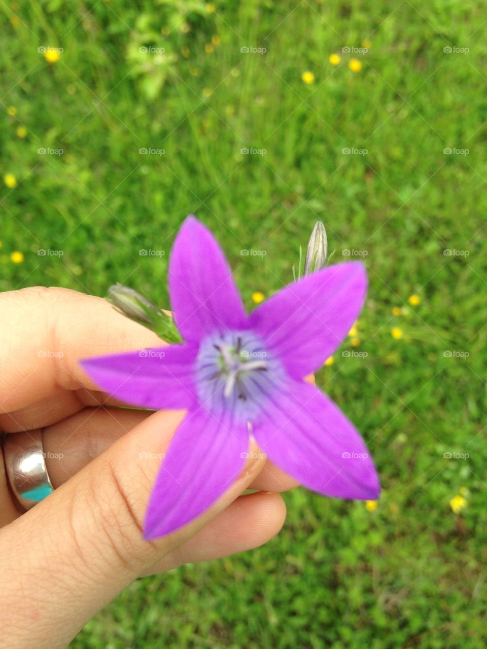 A summer field flower