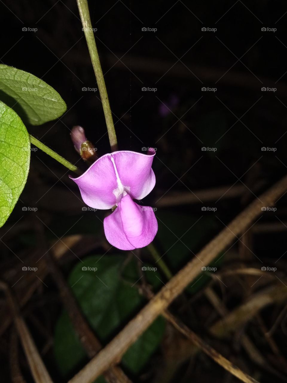 bean flower indian flower. This photo is now available on foap market
