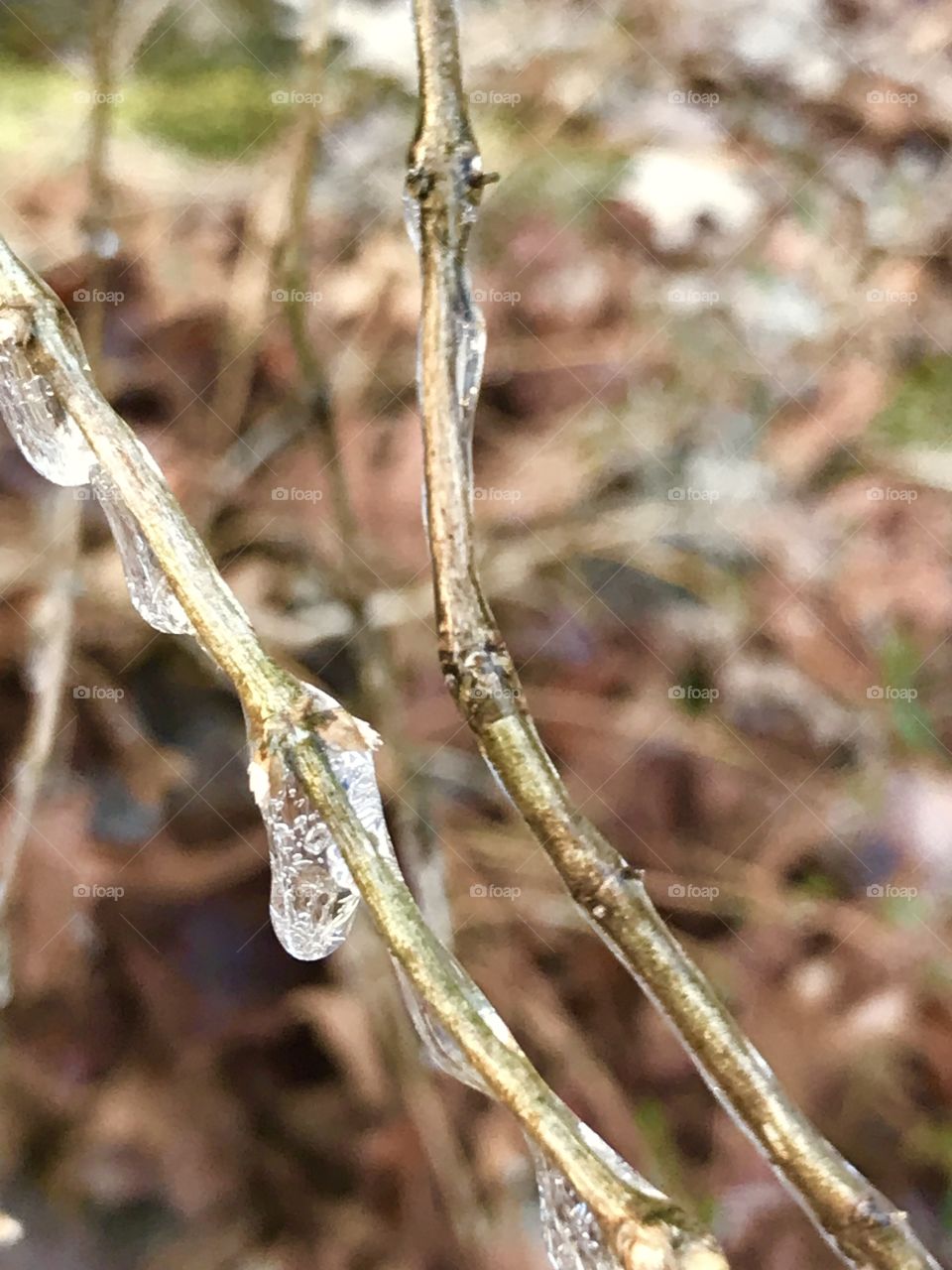 Ice and nature 