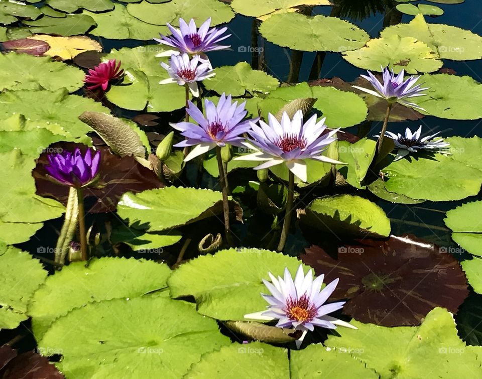 Pool, Leaf, Flower, Lily, Lotus