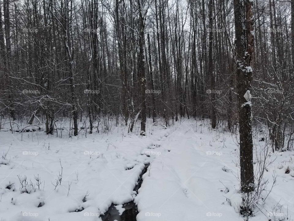 Forest snow scene