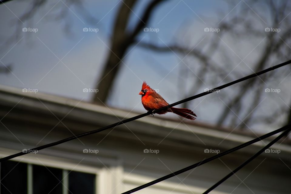 Cardinal perched on a power line 