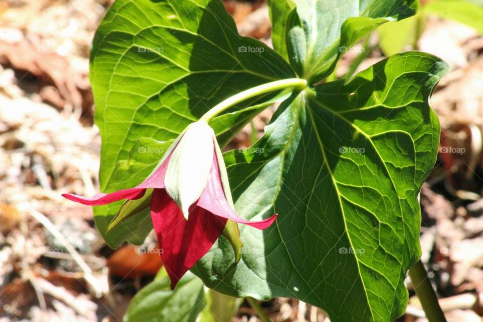 trillium