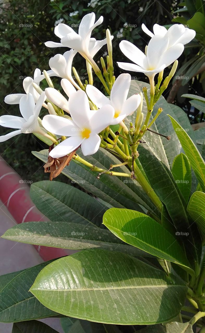 white flowers