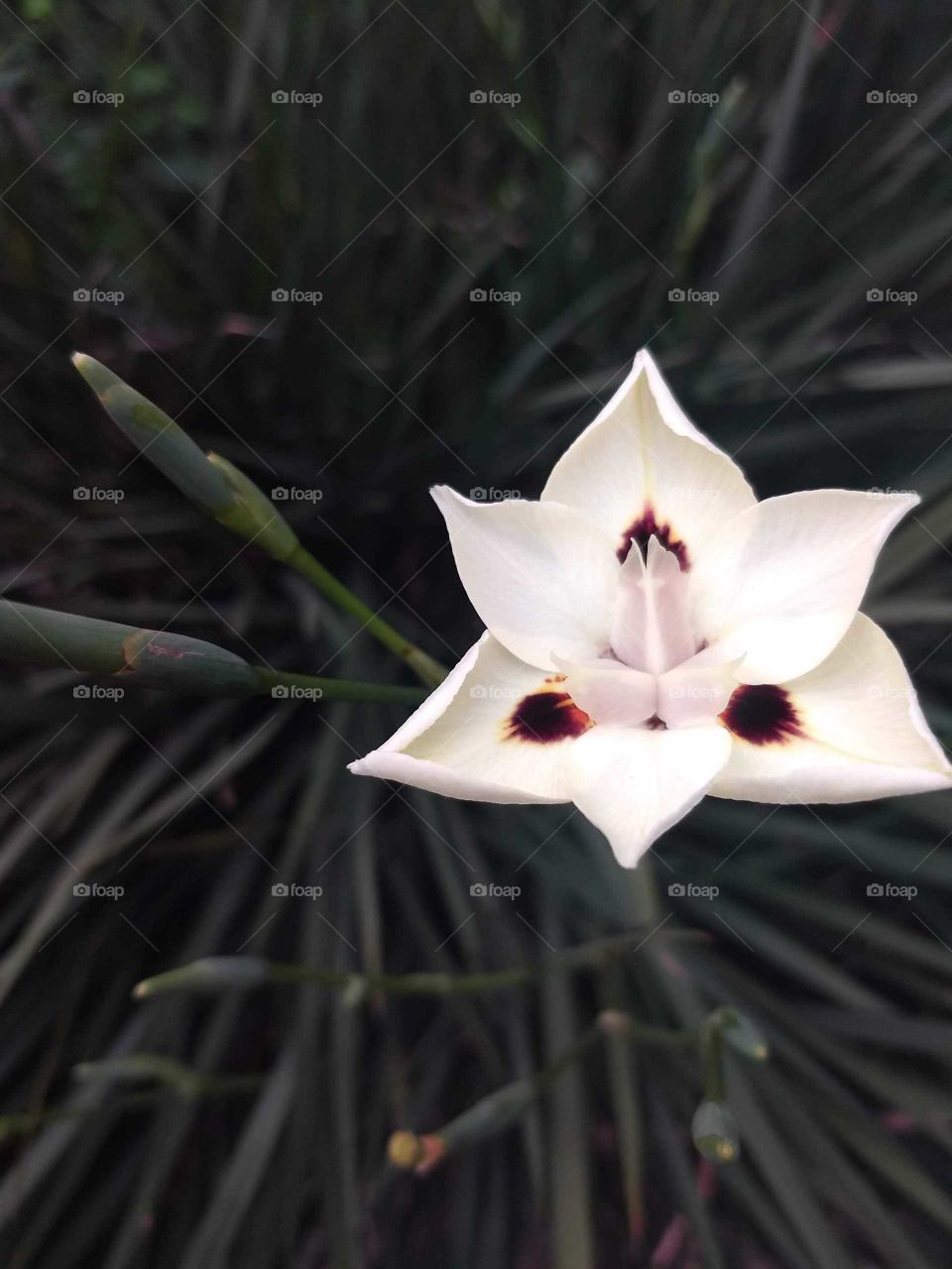 white flower