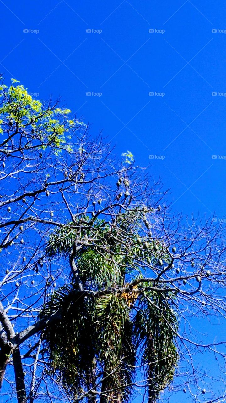 Super blue sky close-up