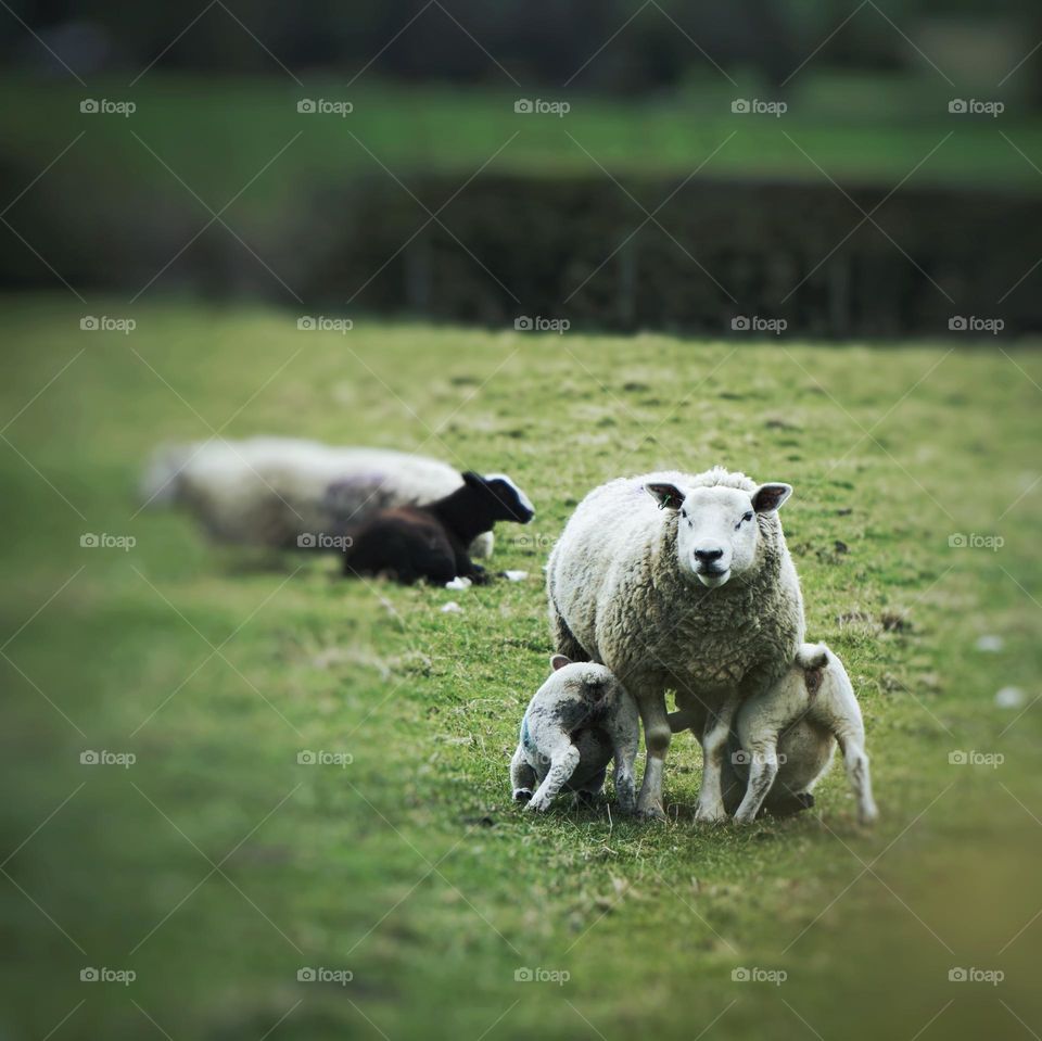 Twin lambs feeding 