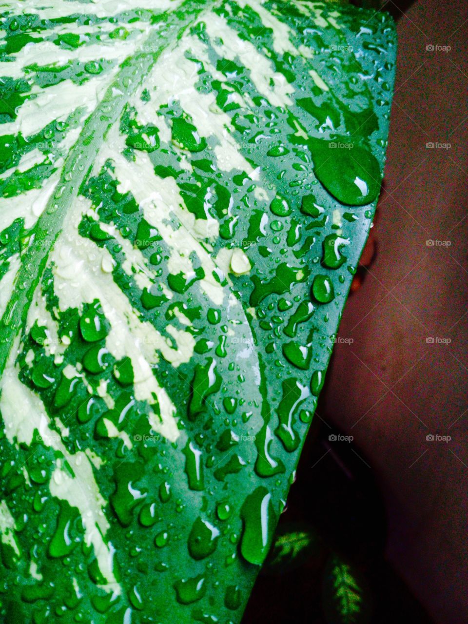 Water Droplets on a leaf